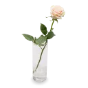 Bouquet od pink roses